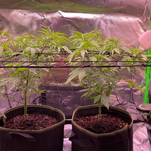 Chokolope growlog timeline photo