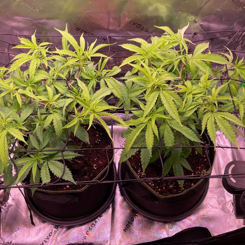 Chokolope growlog timeline photo