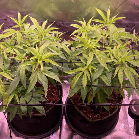 Chokolope growlog timeline photo