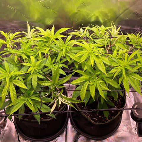 Chokolope growlog timeline photo