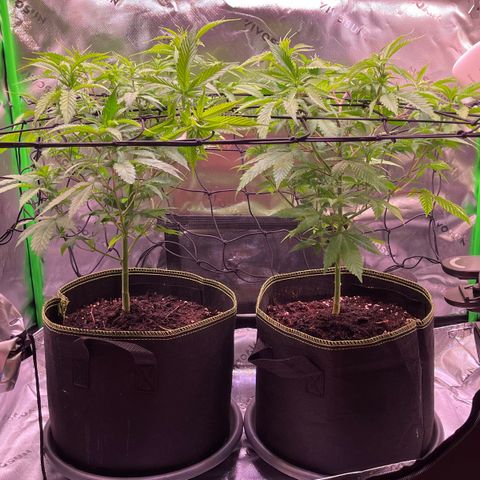 Chokolope growlog timeline photo