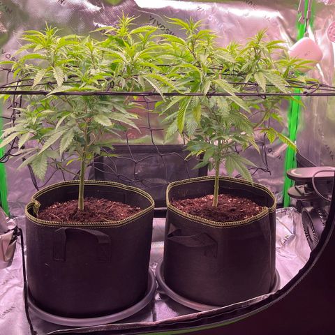 Chokolope growlog timeline photo
