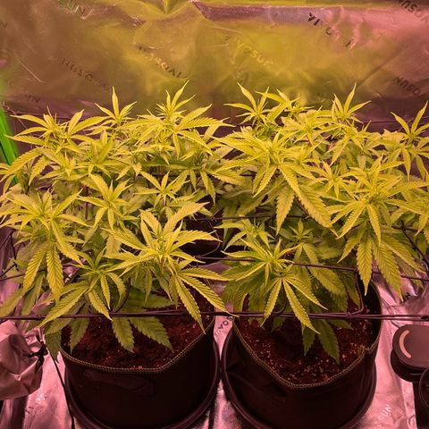 Chokolope growlog timeline photo