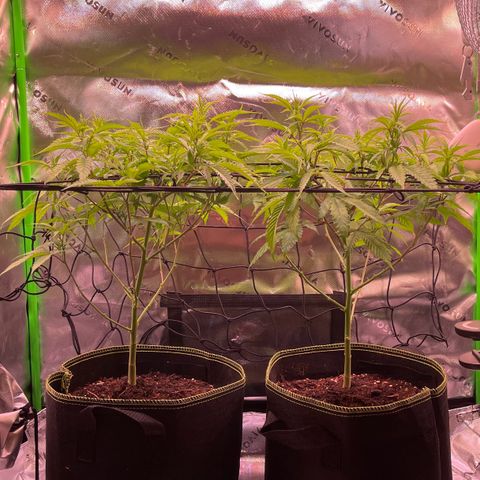 Chokolope growlog timeline photo
