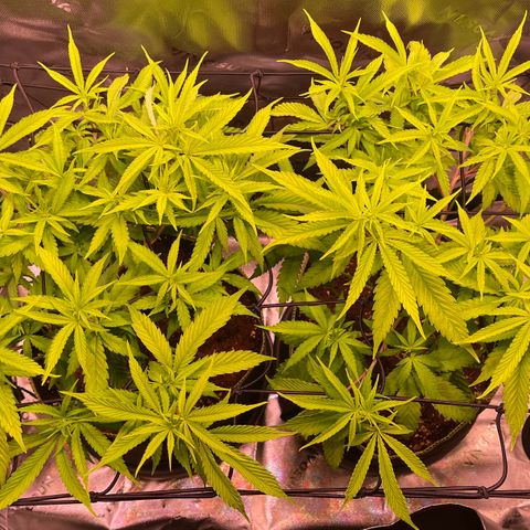 Chokolope growlog timeline photo