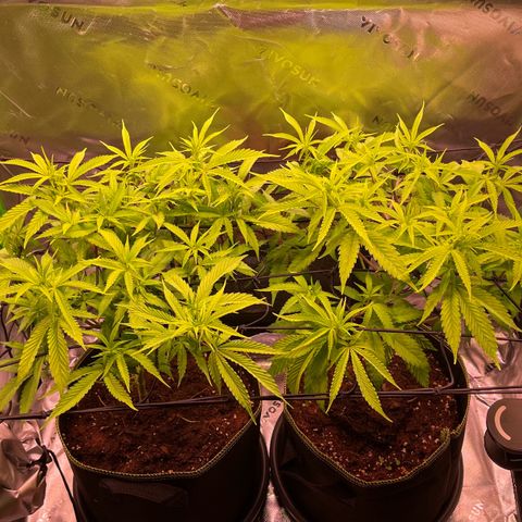 Chokolope growlog timeline photo