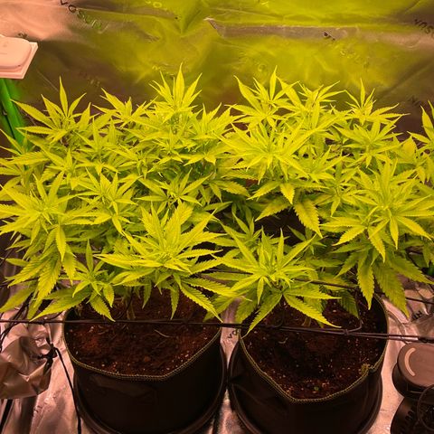 Chokolope growlog timeline photo
