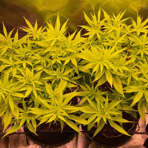 Chokolope growlog timeline photo