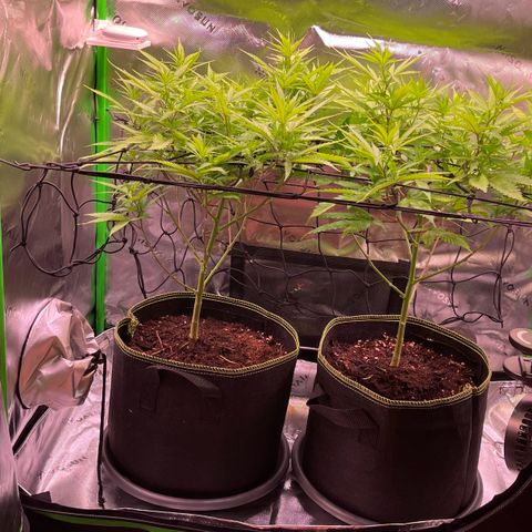 Chokolope growlog timeline photo