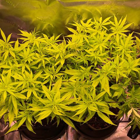 Chokolope growlog timeline photo