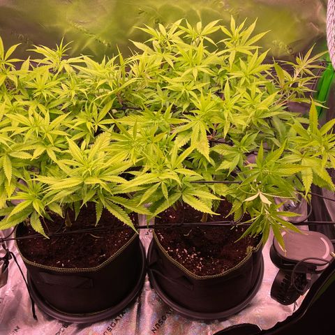 Chokolope growlog timeline photo