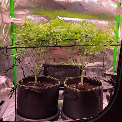 Chokolope growlog timeline photo