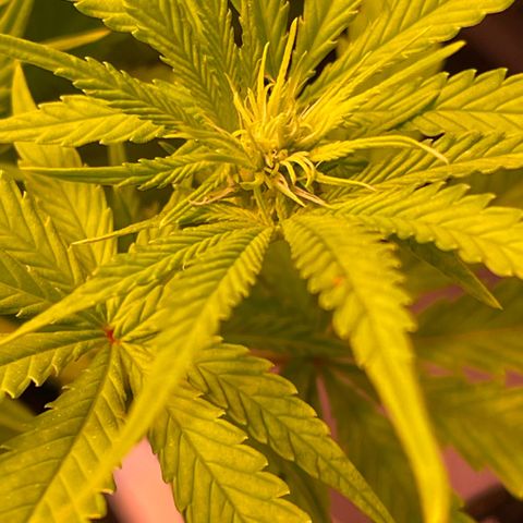 Chokolope growlog photo: Erste Blüten