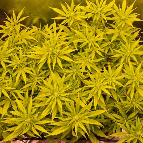 Chokolope growlog timeline photo