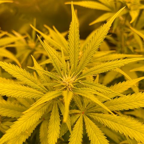 Chokolope growlog timeline photo