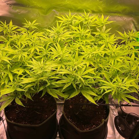 Chokolope growlog timeline photo