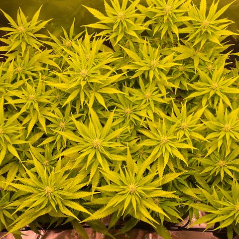 Chokolope growlog timeline photo