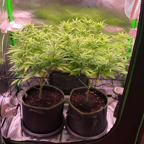 Chokolope growlog timeline photo