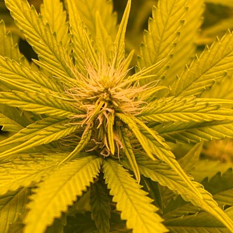 Chokolope growlog timeline photo