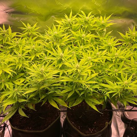 Chokolope growlog timeline photo