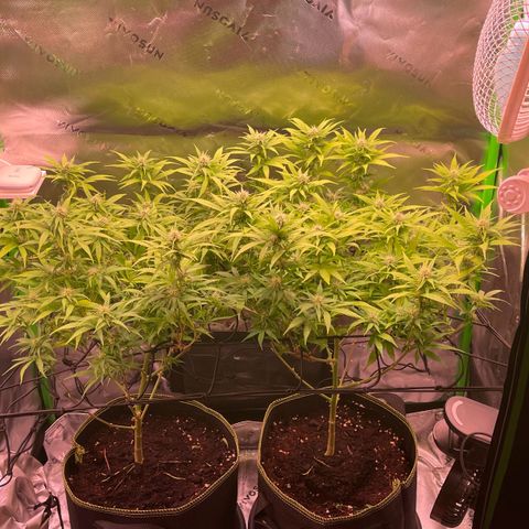 Chokolope growlog timeline photo