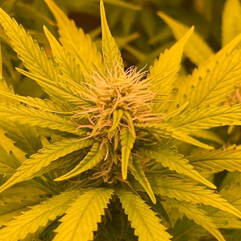 Chokolope growlog timeline photo
