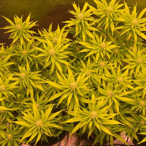 Chokolope growlog timeline photo