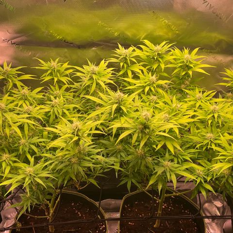 Chokolope growlog timeline photo