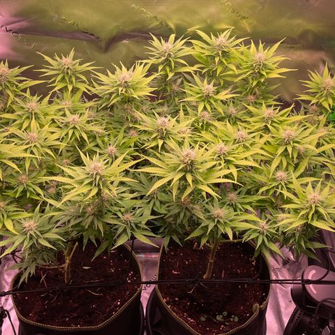 Chokolope growlog timeline photo