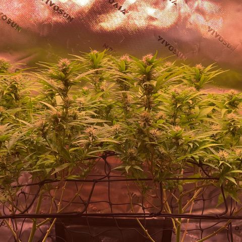 Chokolope growlog timeline photo