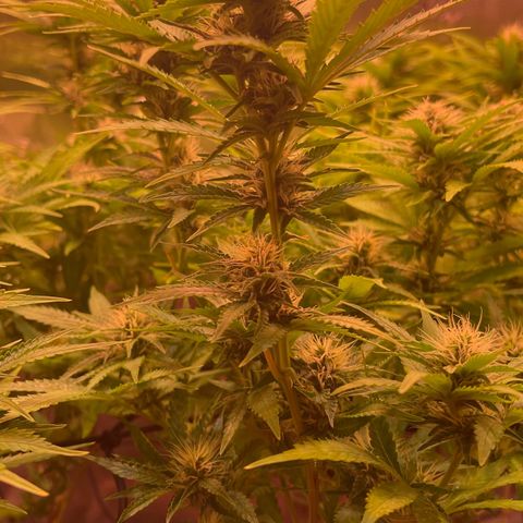 Chokolope growlog timeline photo