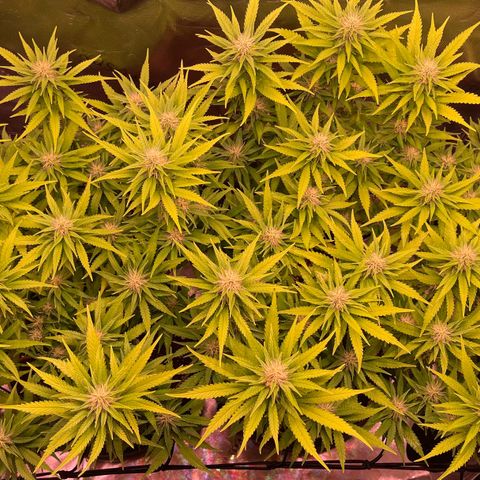 Chokolope growlog timeline photo