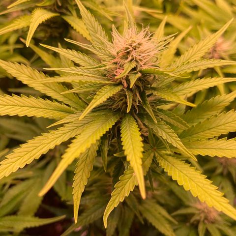 Chokolope growlog timeline photo