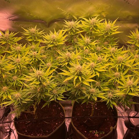 Chokolope growlog timeline photo