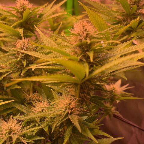 Chokolope growlog timeline photo