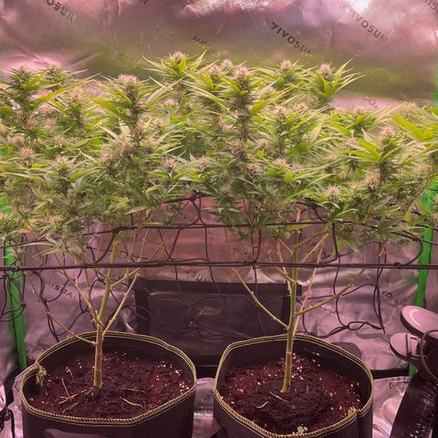 Chokolope growlog timeline photo