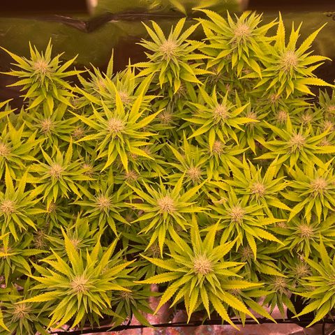 Chokolope growlog timeline photo