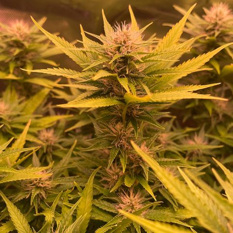 Chokolope growlog timeline photo