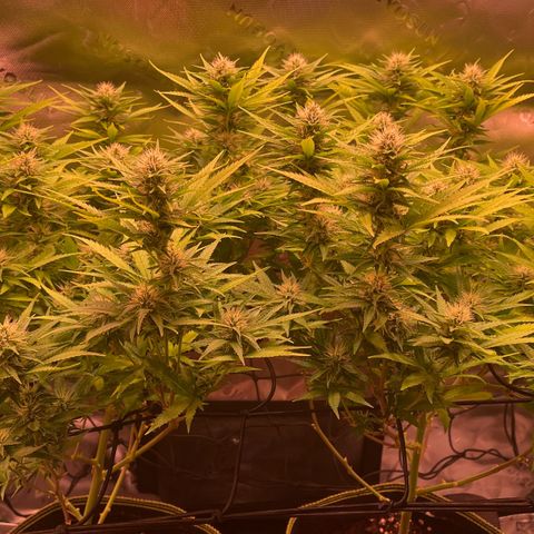 Chokolope growlog timeline photo