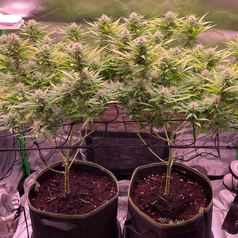 Chokolope growlog timeline photo