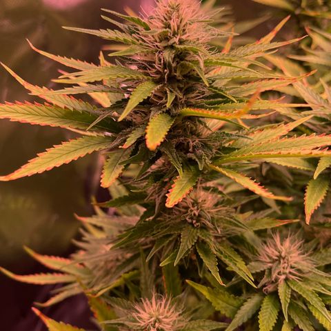 Chokolope growlog timeline photo