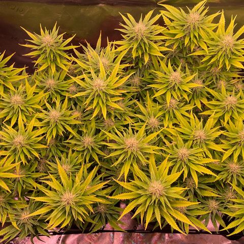 Chokolope growlog timeline photo