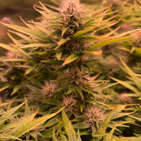 Chokolope growlog timeline photo