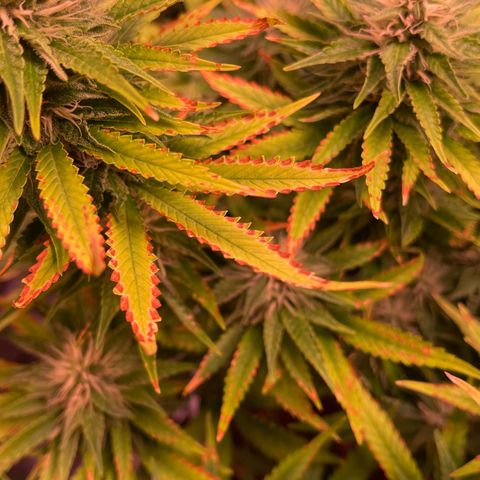 Chokolope growlog photo: Nährstoffbrand festgestellt. Nur Wasser heute