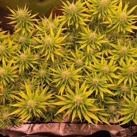 Chokolope growlog timeline photo