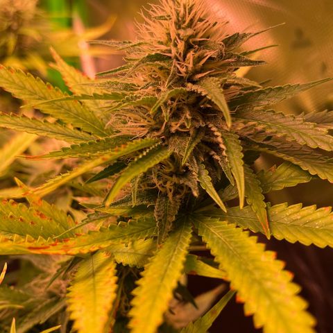 Chokolope growlog timeline photo