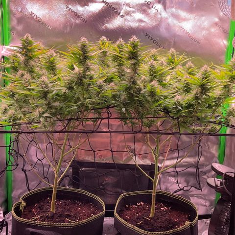 Chokolope growlog timeline photo