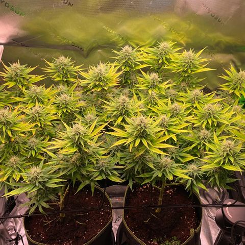 Chokolope growlog timeline photo