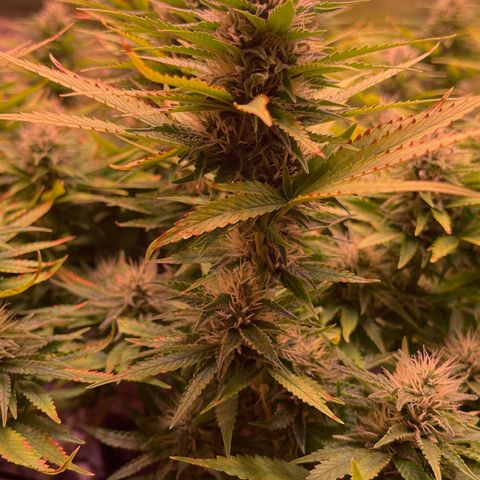 Chokolope growlog timeline photo