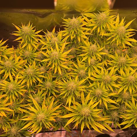 Chokolope growlog timeline photo